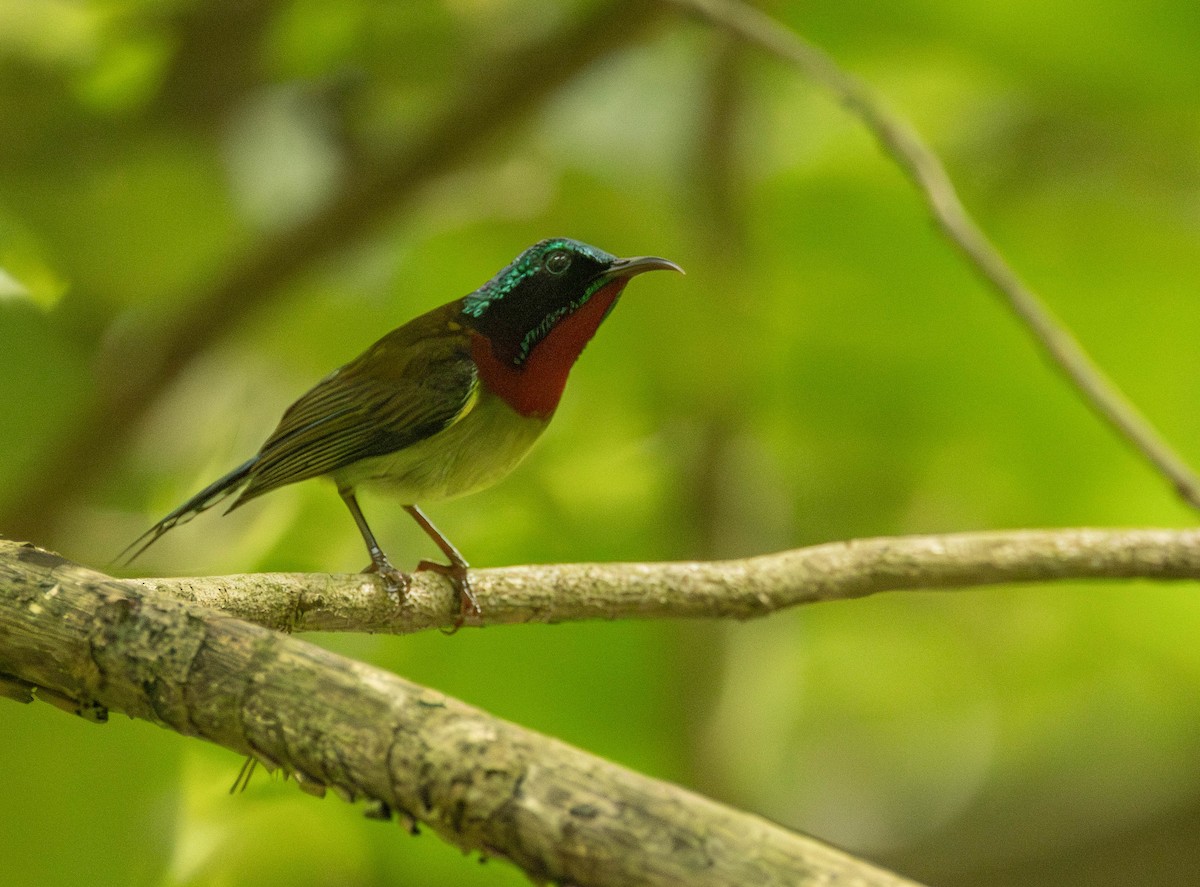 Fork-tailed Sunbird - ML618884215