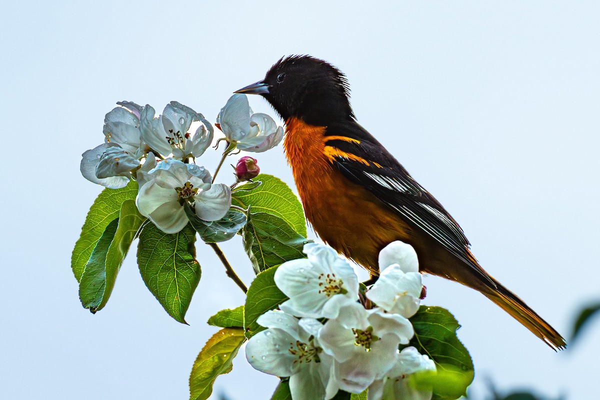 Baltimore Oriole - Linden Watters