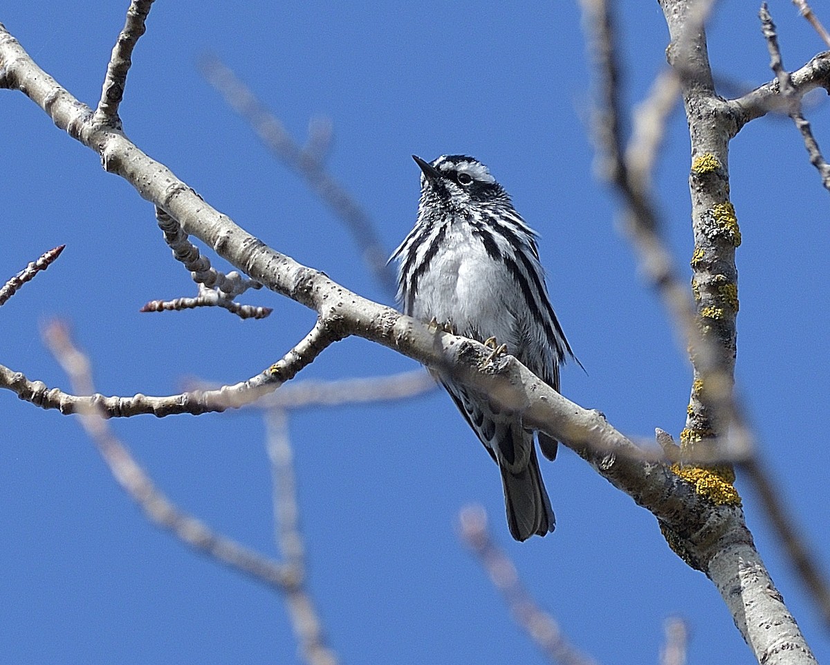 Black-and-white Warbler - ML618884292