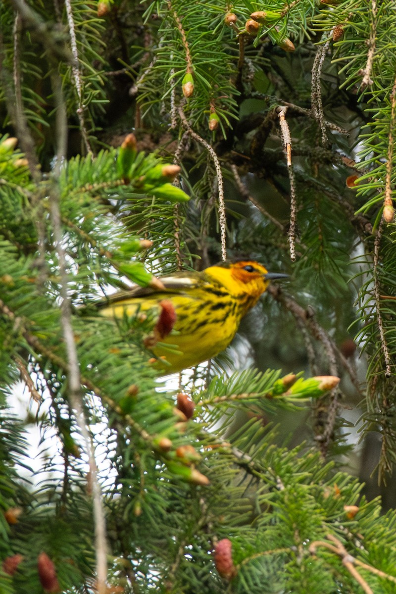 Cape May Warbler - Linden Watters
