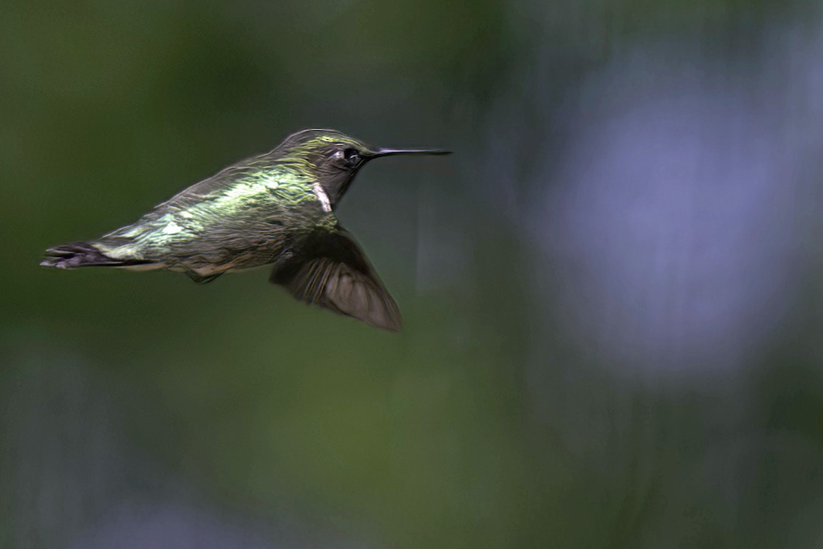 Ruby-throated Hummingbird - Jim Tonkinson