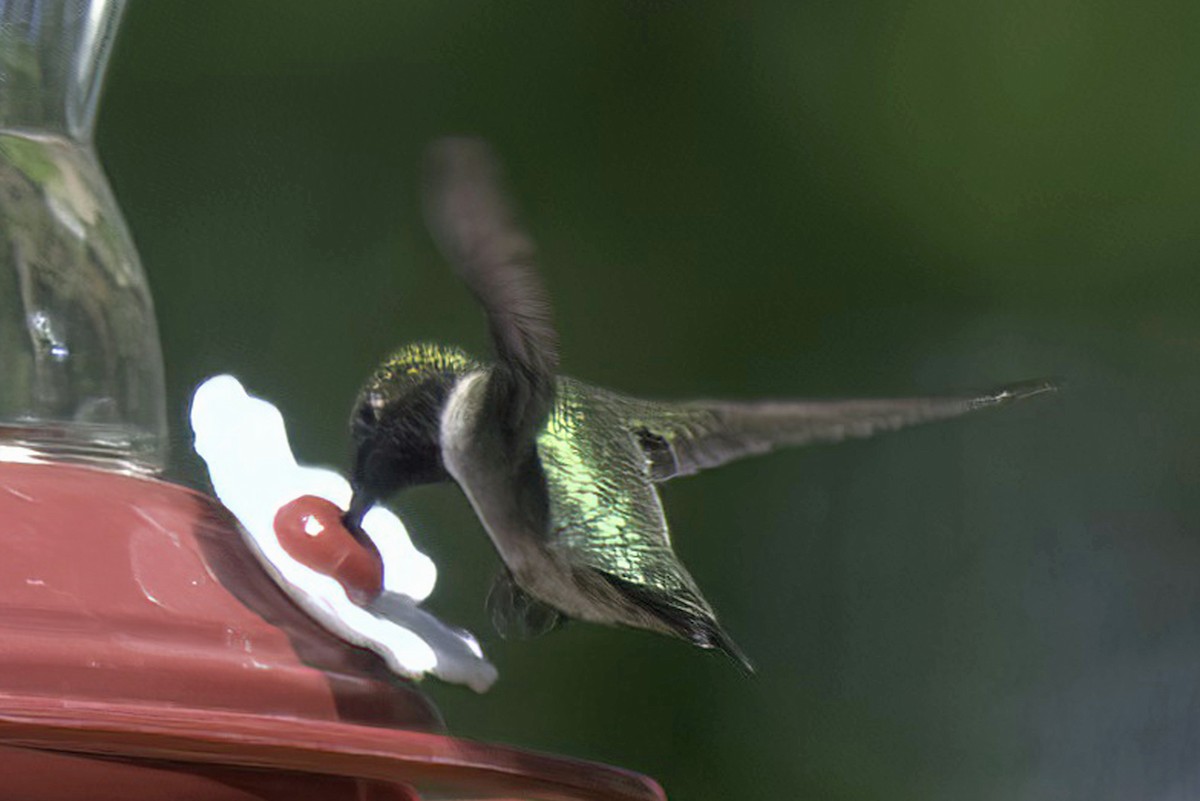 Ruby-throated Hummingbird - Jim Tonkinson