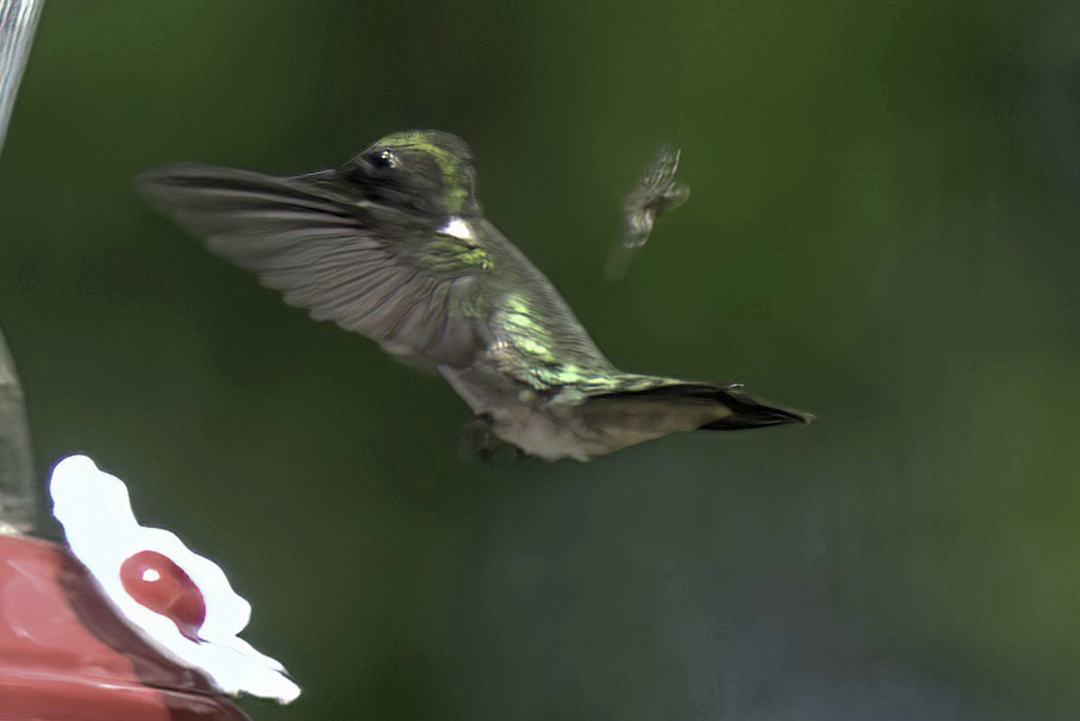 Ruby-throated Hummingbird - Jim Tonkinson