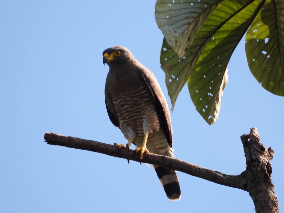 Roadside Hawk - Miguel Salas Useche