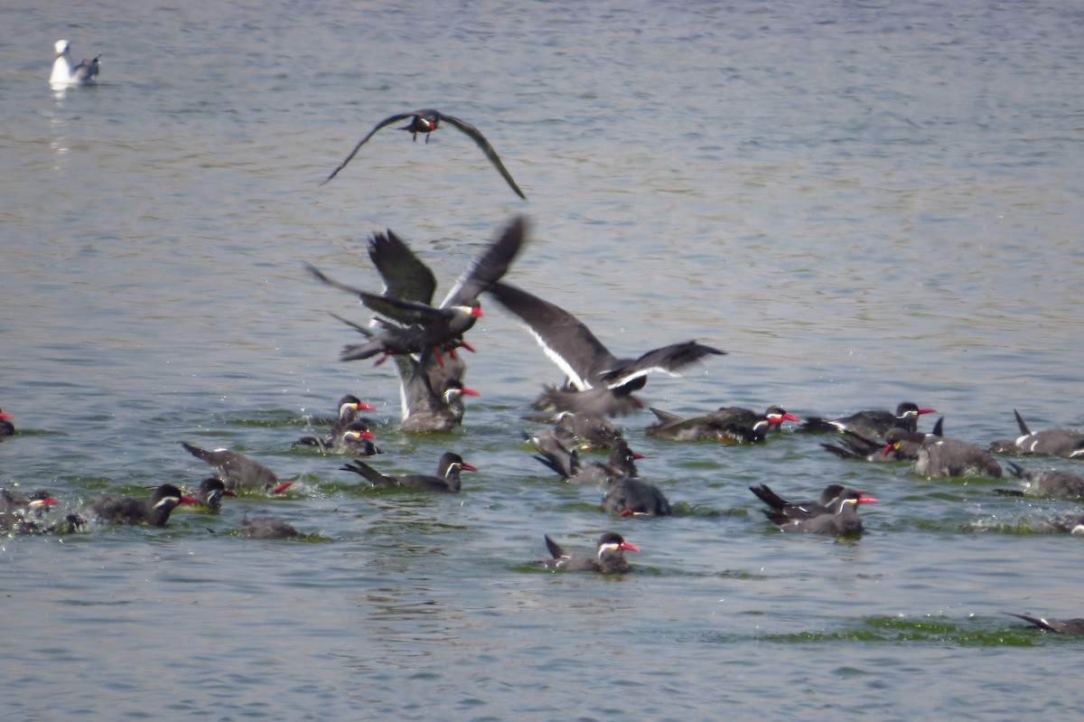 Inca Tern - Gary Prescott