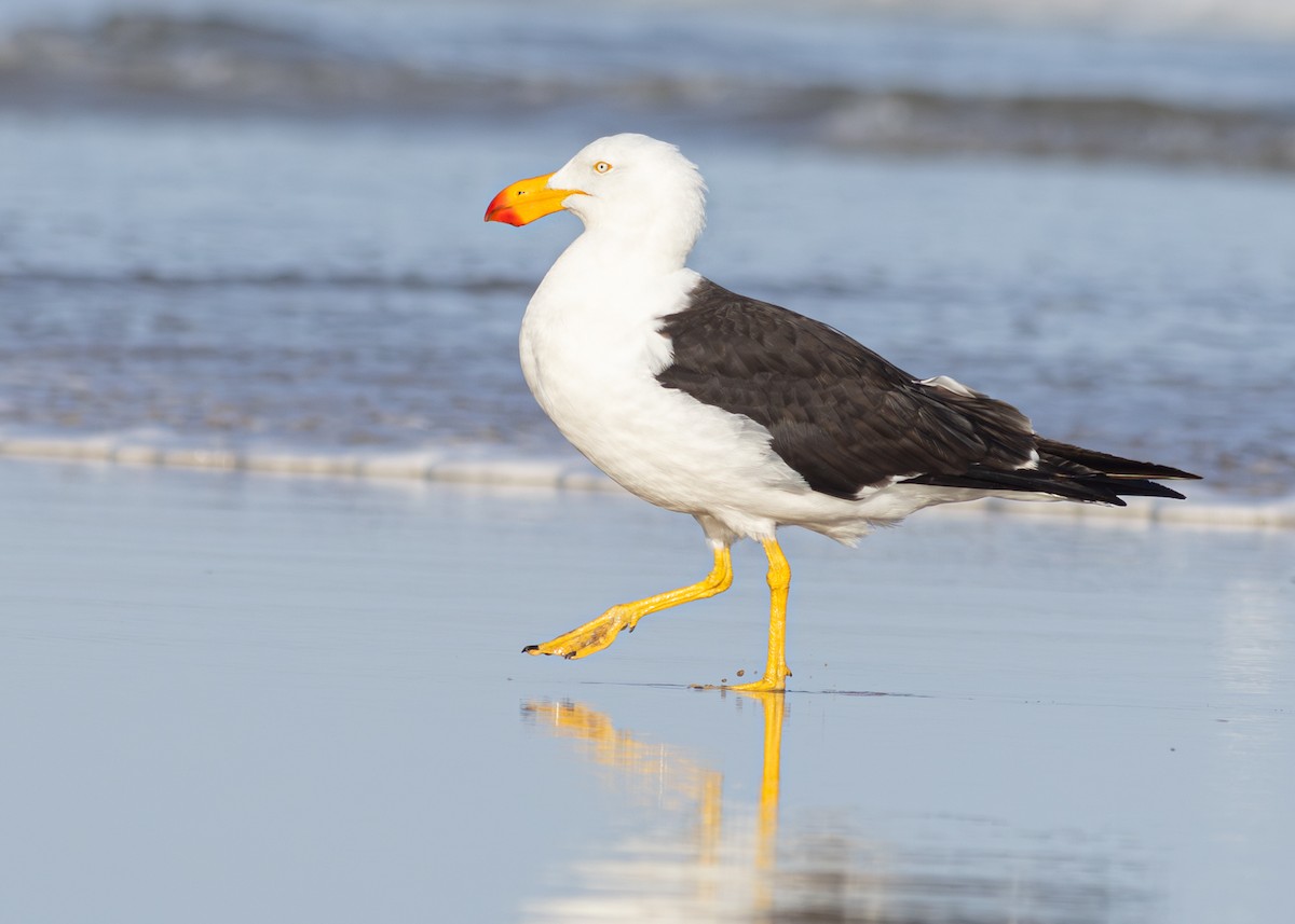 Pacific Gull - Pedro Nicolau