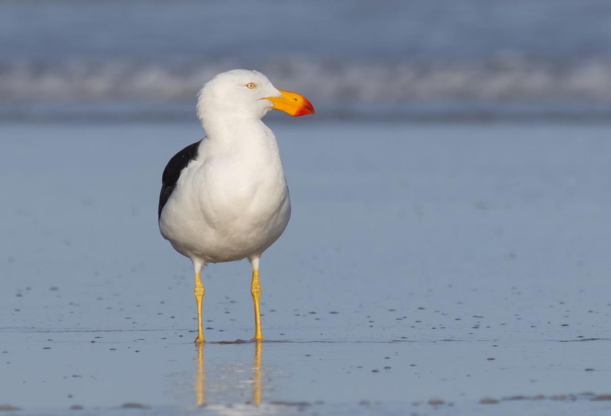 Pacific Gull - Pedro Nicolau