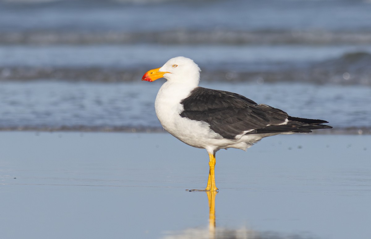 Pacific Gull - Pedro Nicolau