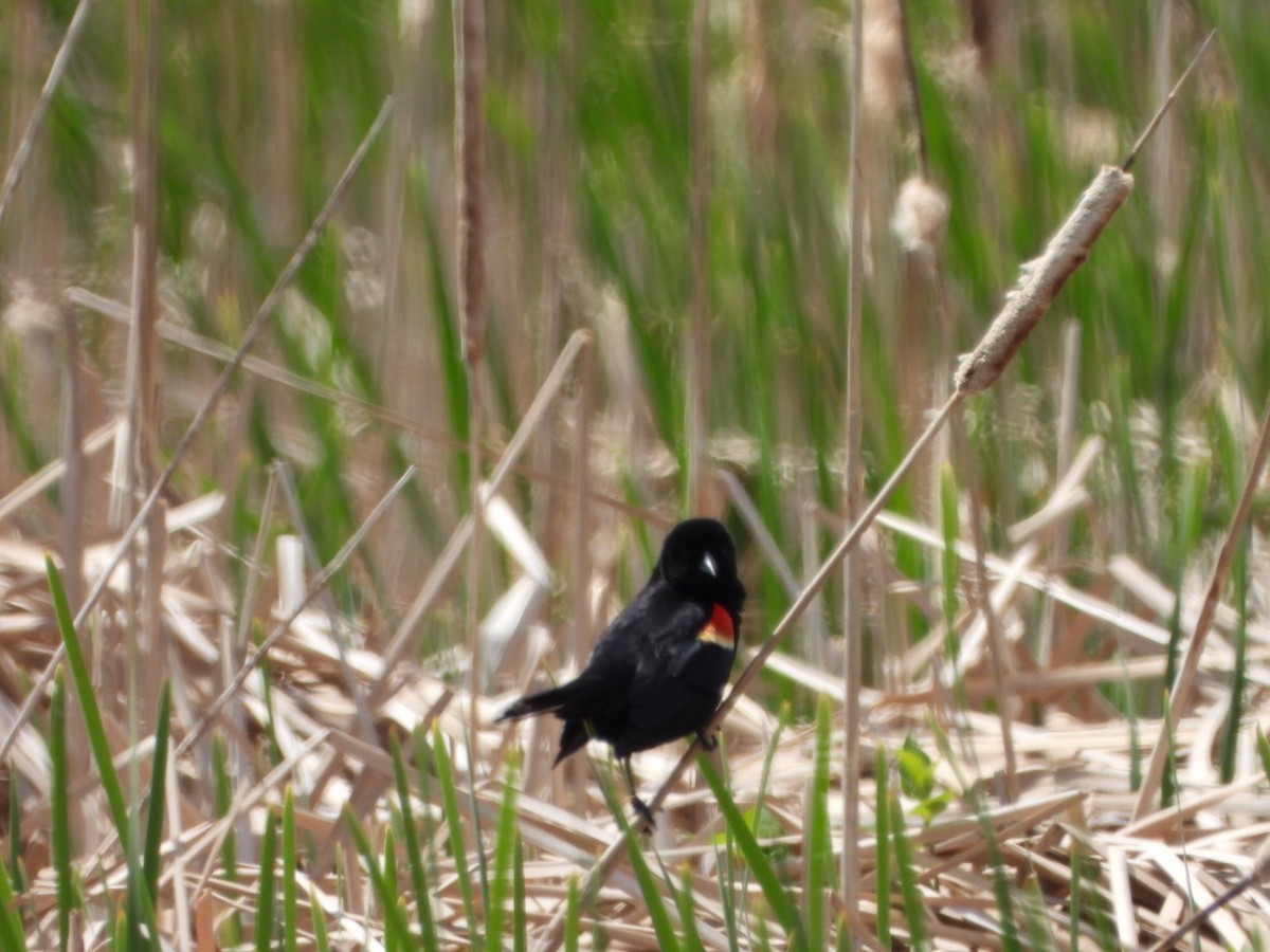 Red-winged Blackbird - Patrick Heeney