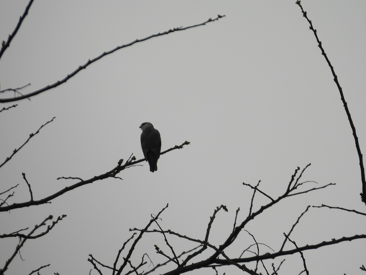 Black-winged Kite - ML618884352