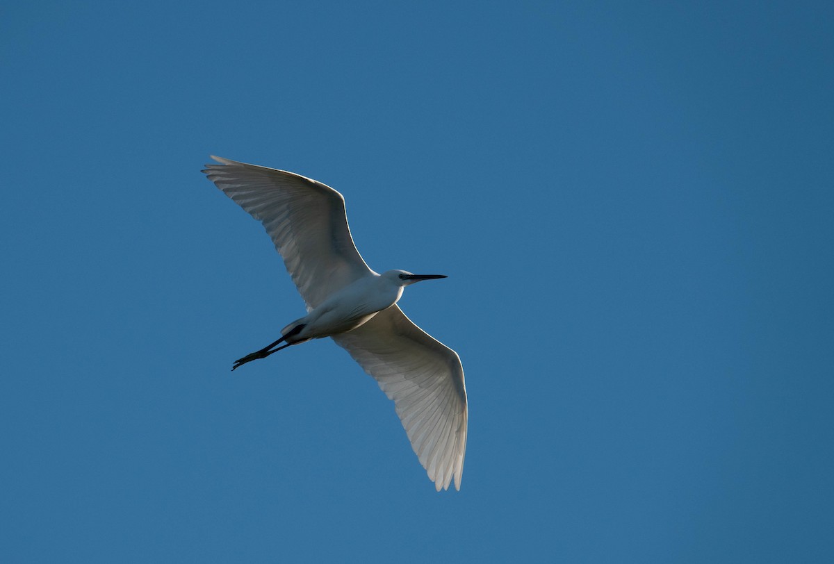 Little Egret - Rhys Gwilliam