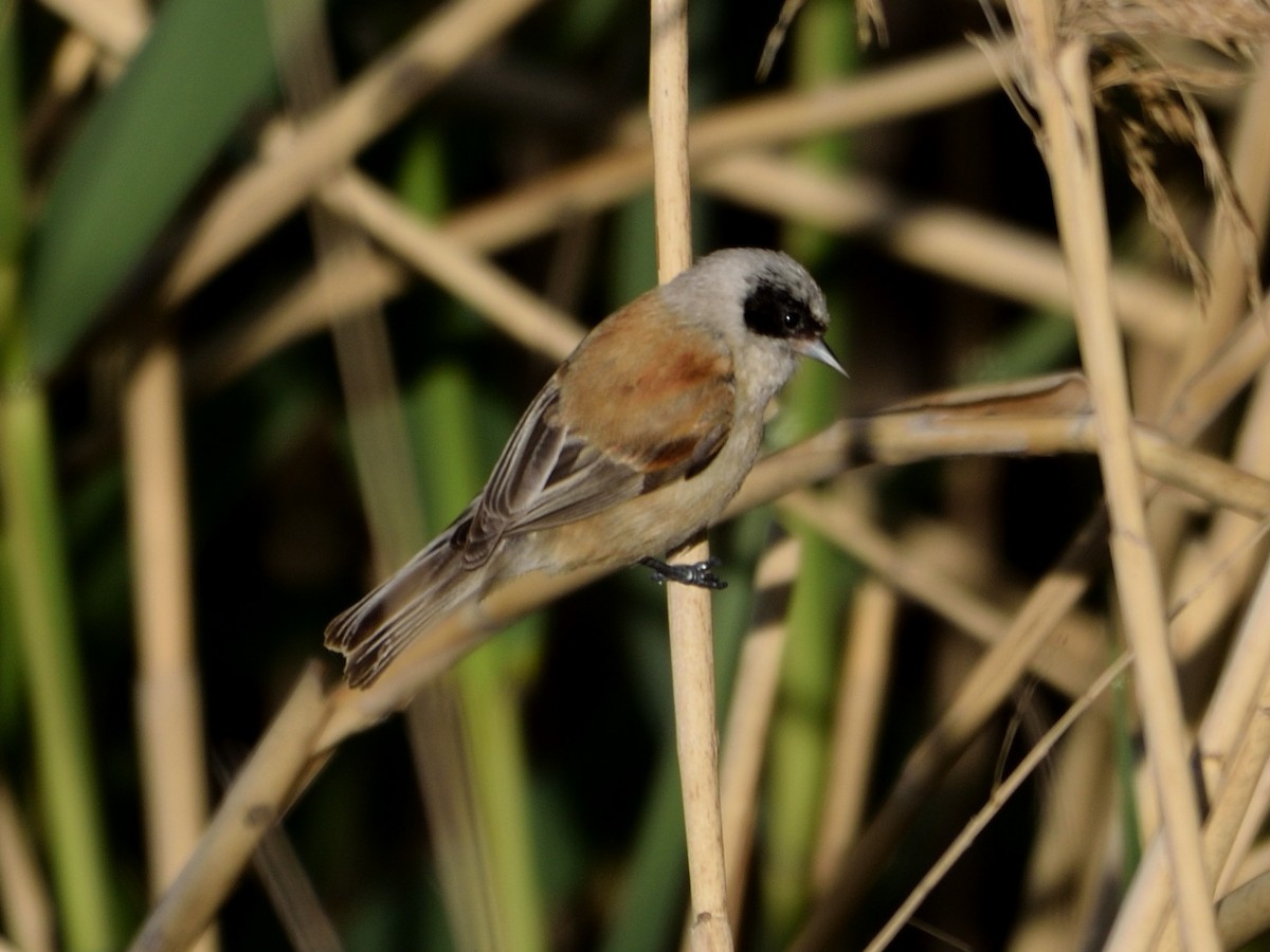 Eurasian Penduline-Tit - Andrés Turrado Ubón