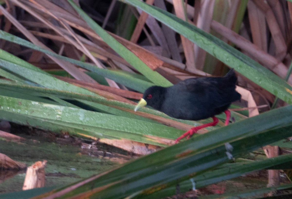 Black Crake - Rhys Gwilliam