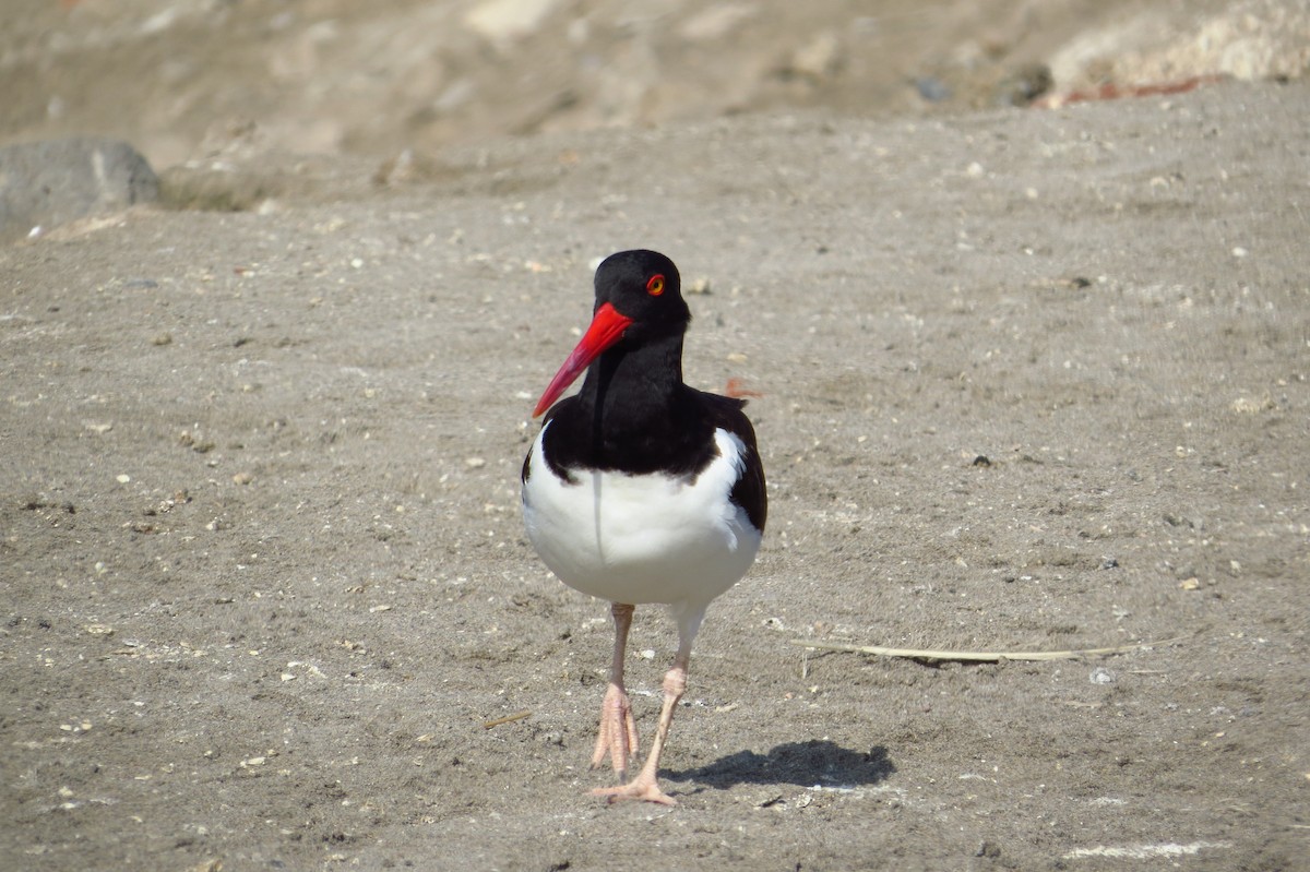 American Oystercatcher - Gary Prescott