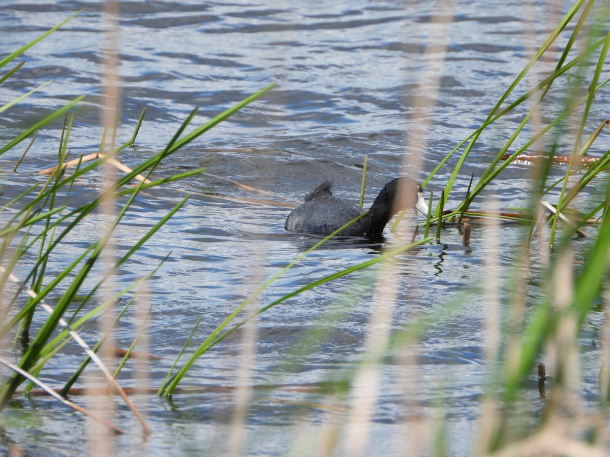 American Coot - Patrick Heeney