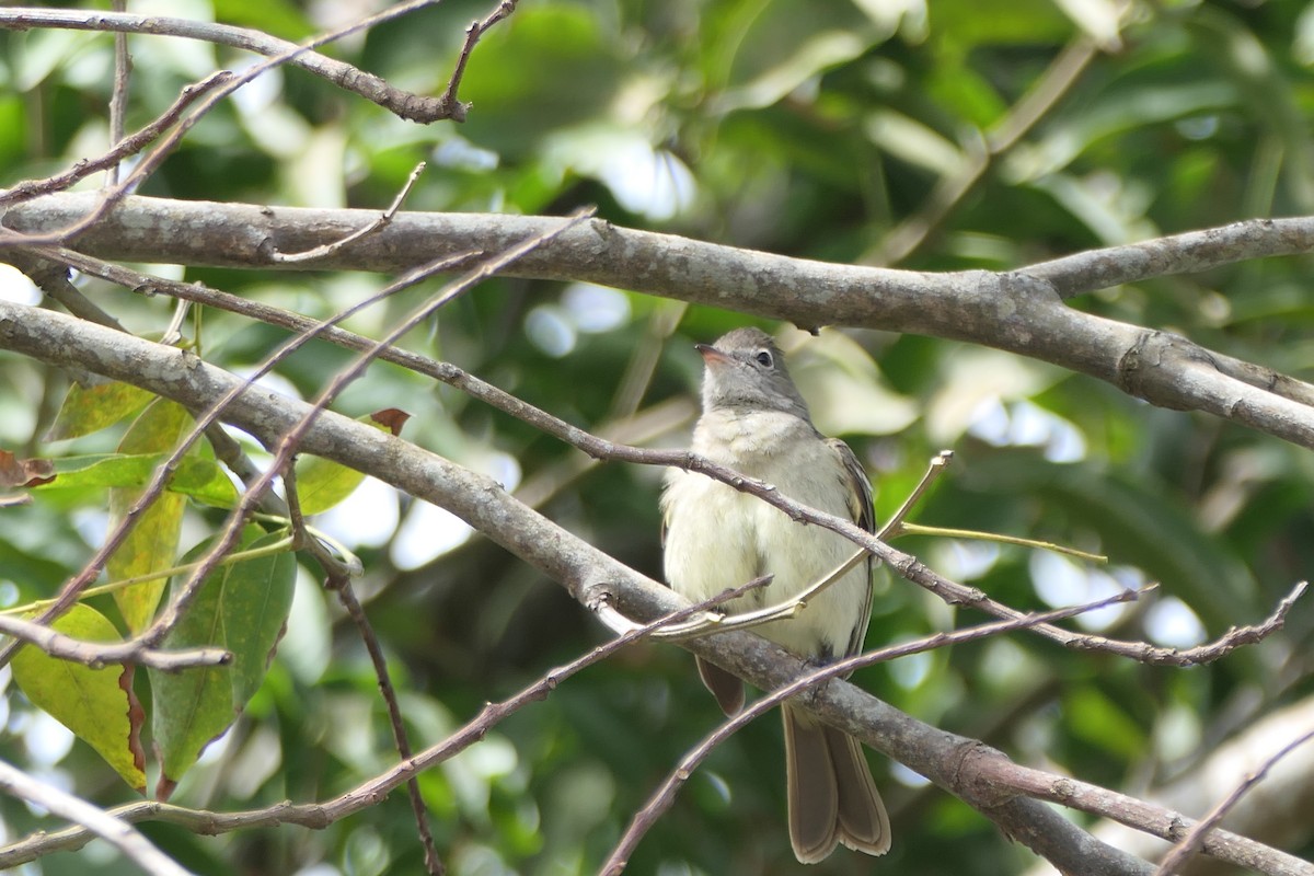 Yellow-bellied Elaenia - Kenrith Carter