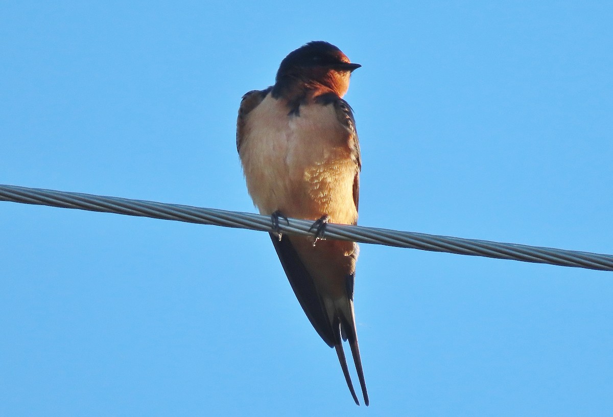 Barn Swallow - Craig Johnson