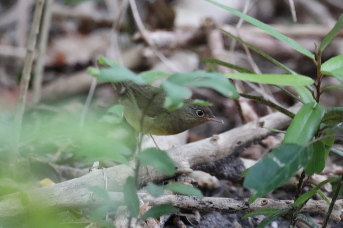 Connecticut Warbler - Ken Thayer