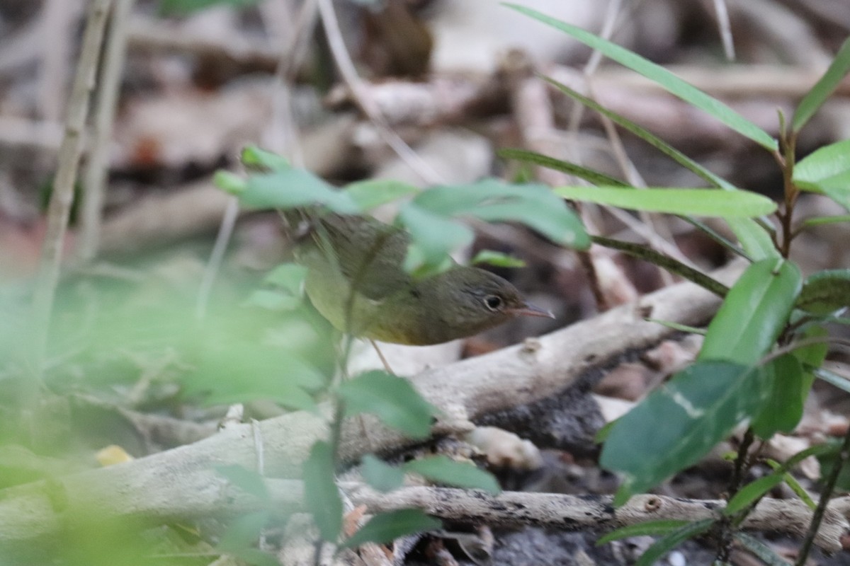 Connecticut Warbler - Ken Thayer