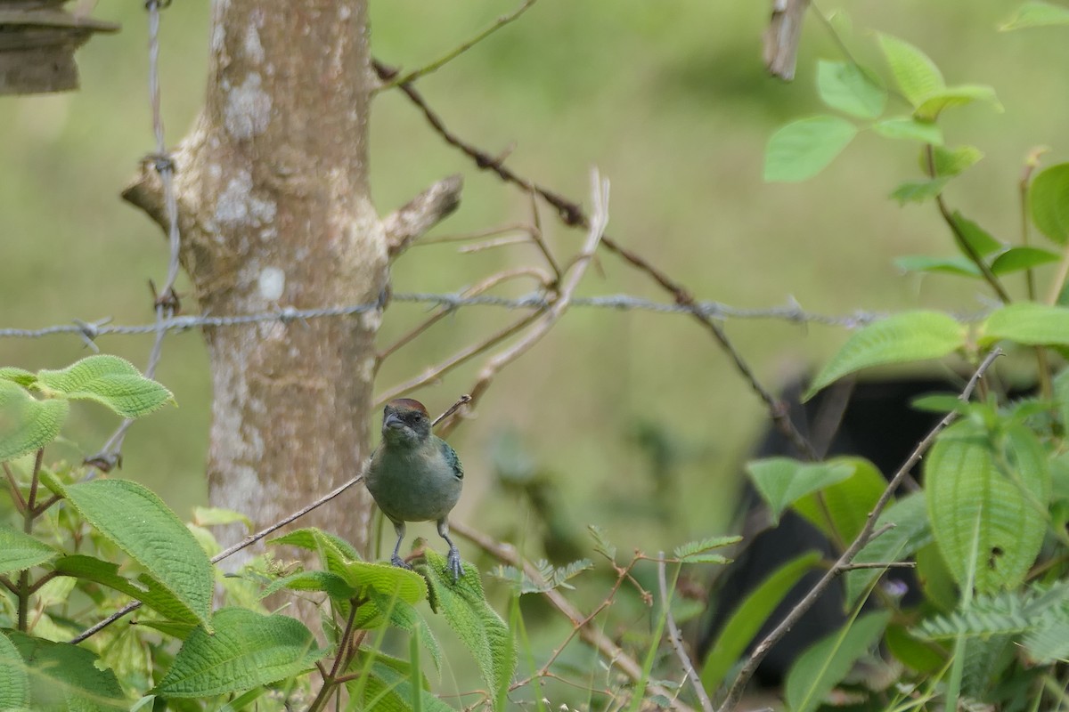 Lesser Antillean Tanager (Grenada) - Kenrith Carter