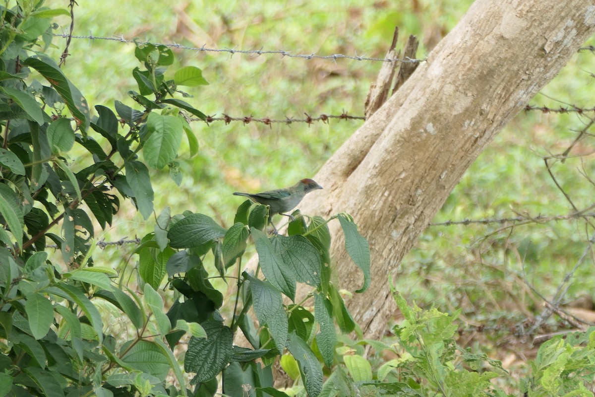 Lesser Antillean Tanager (Grenada) - Kenrith Carter