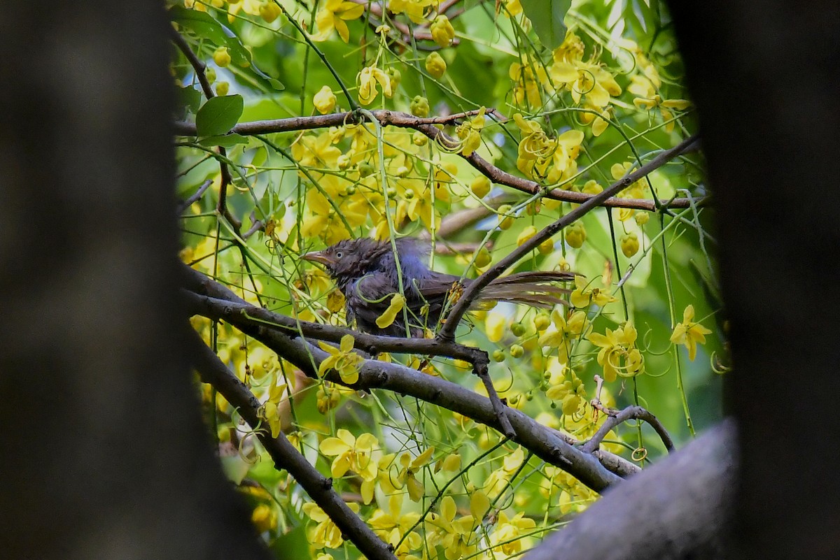 Jungle Babbler - Sathish Ramamoorthy