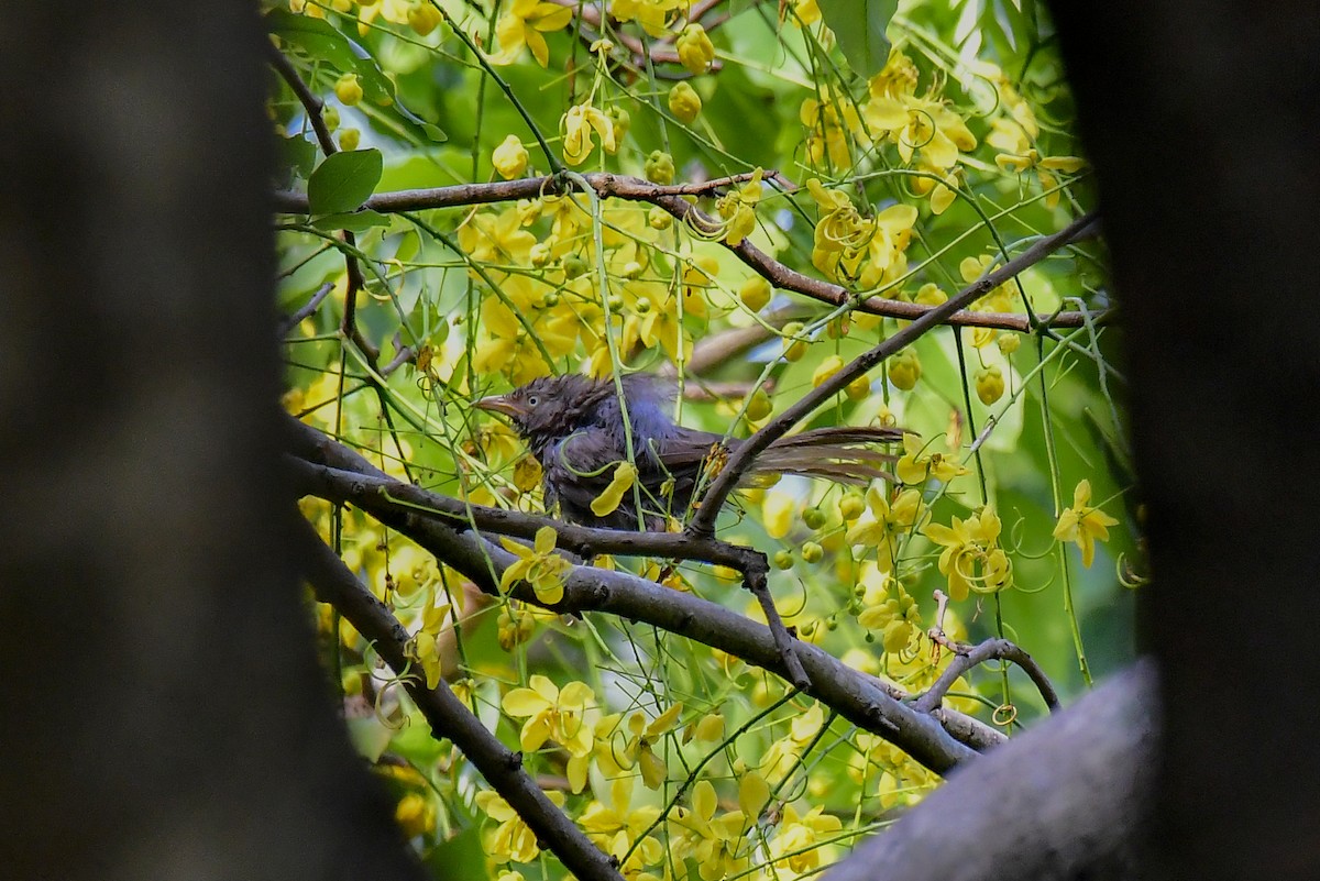 Jungle Babbler - ML618884436