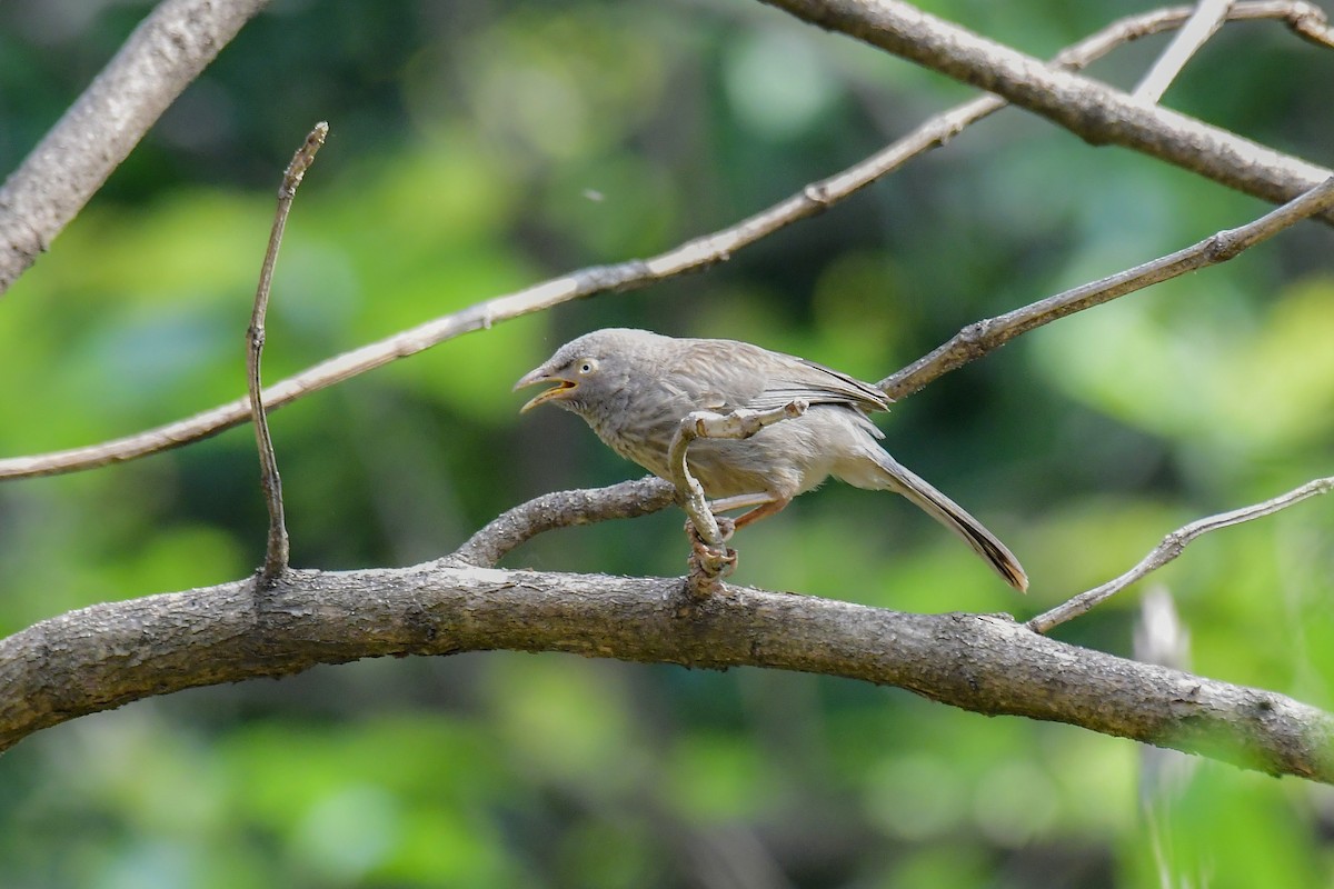 Jungle Babbler - Sathish Ramamoorthy