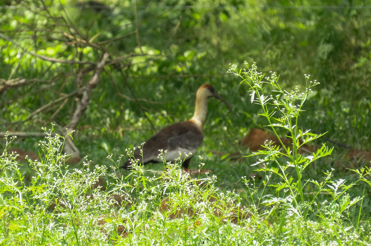 Buff-necked Ibis - Esteban Ortiz