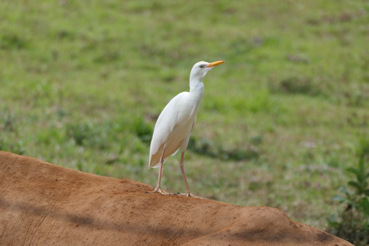 Чапля єгипетська (підвид ibis) - ML618884449