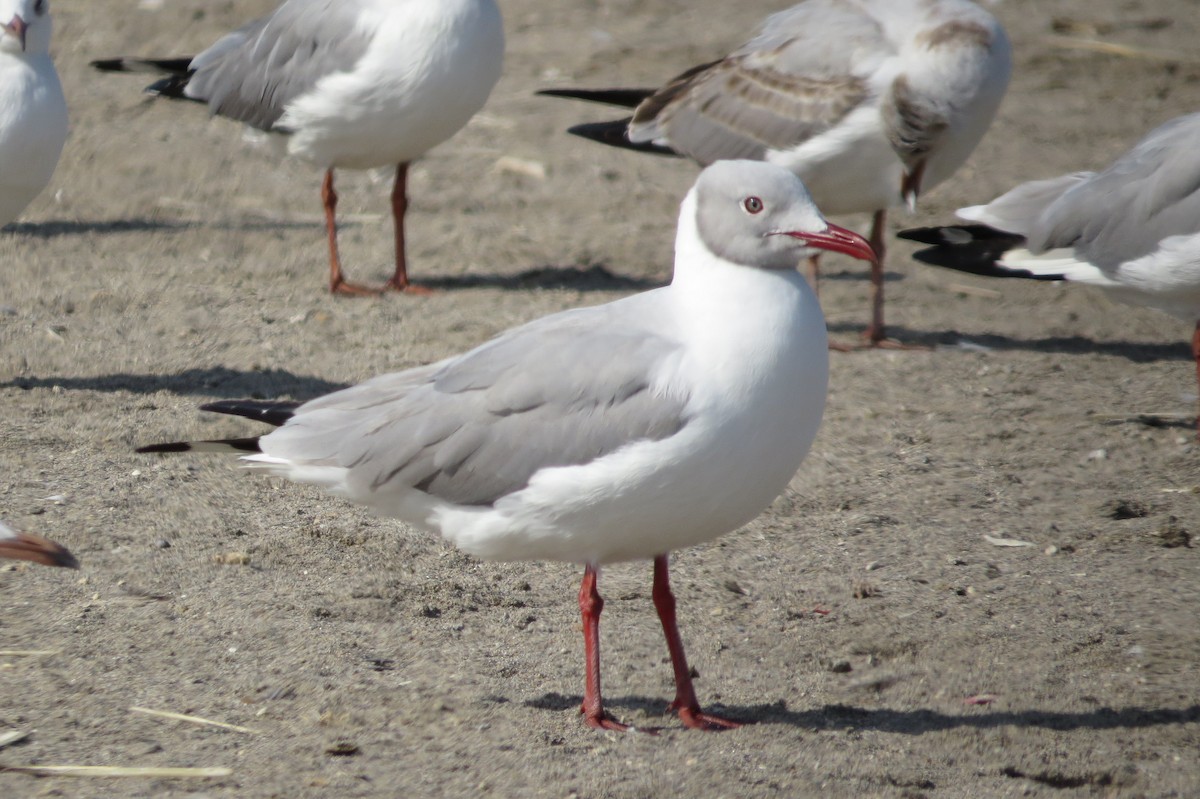 Gray-hooded Gull - Gary Prescott