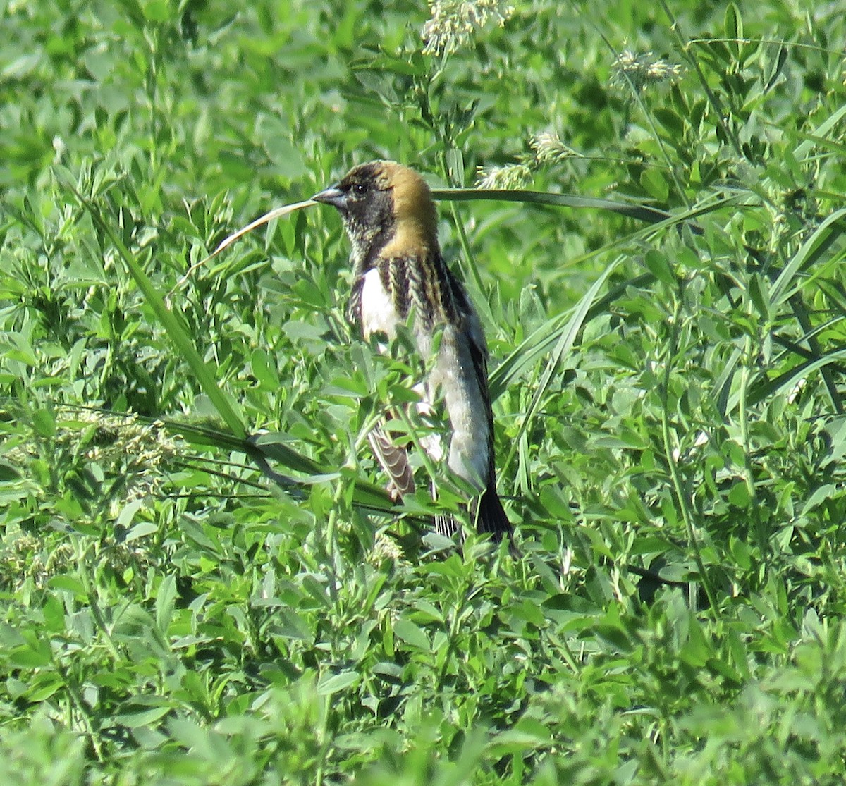 Bobolink - Ann Tanner