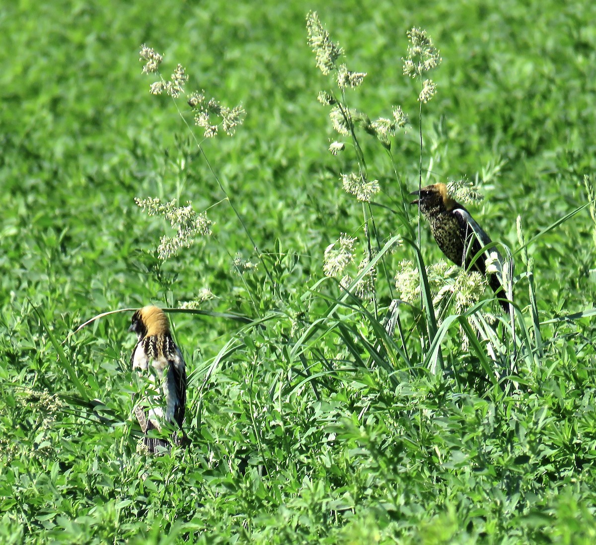 Bobolink - Ann Tanner