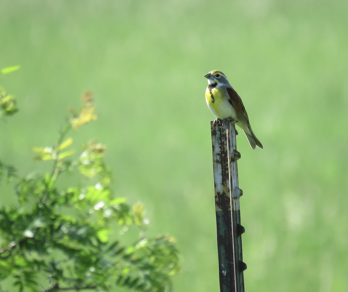 Dickcissel - Ann Tanner