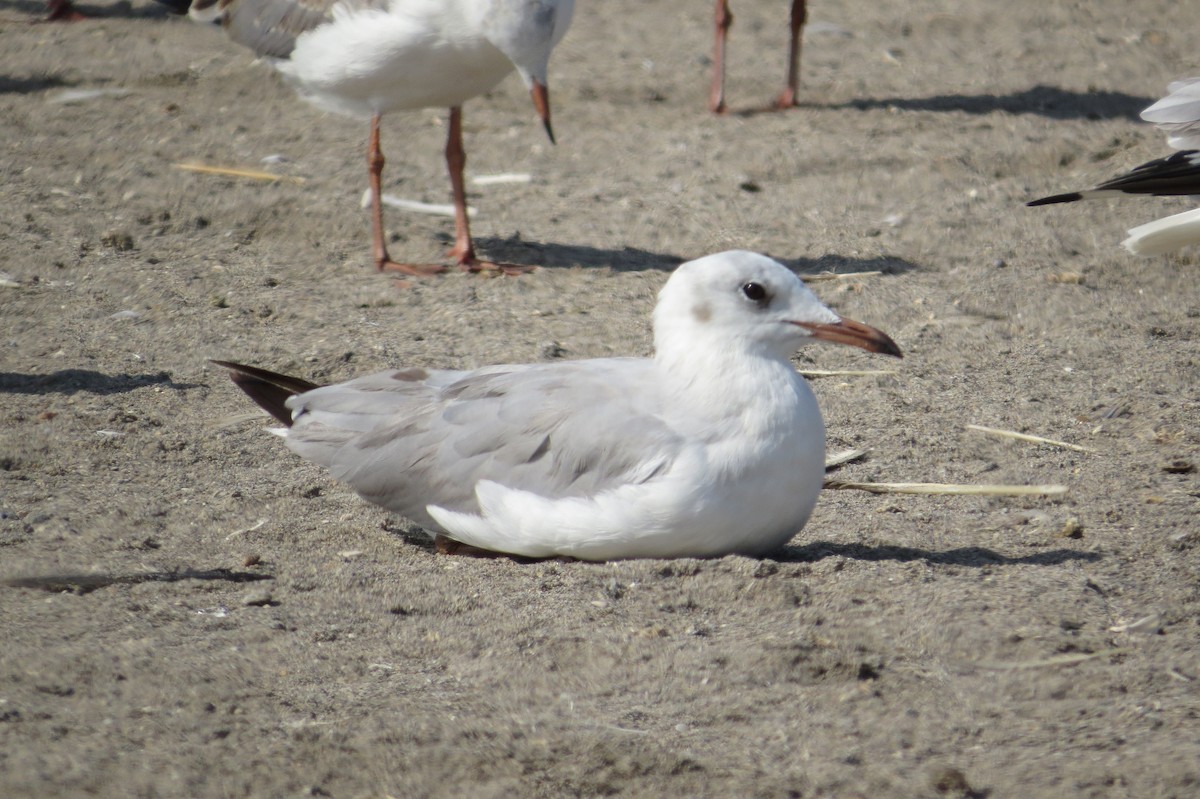 Gray-hooded Gull - Gary Prescott