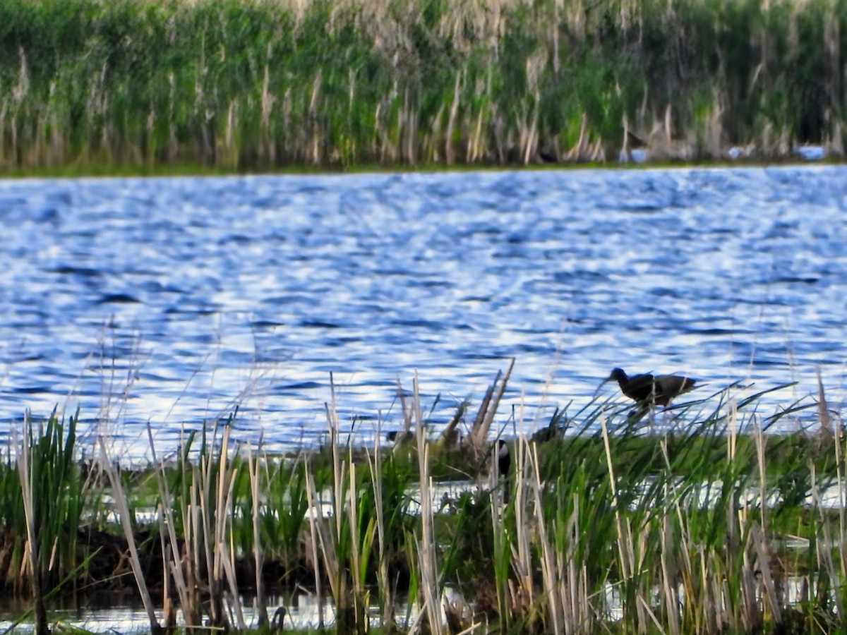 Glossy/White-faced Ibis - ML618884484