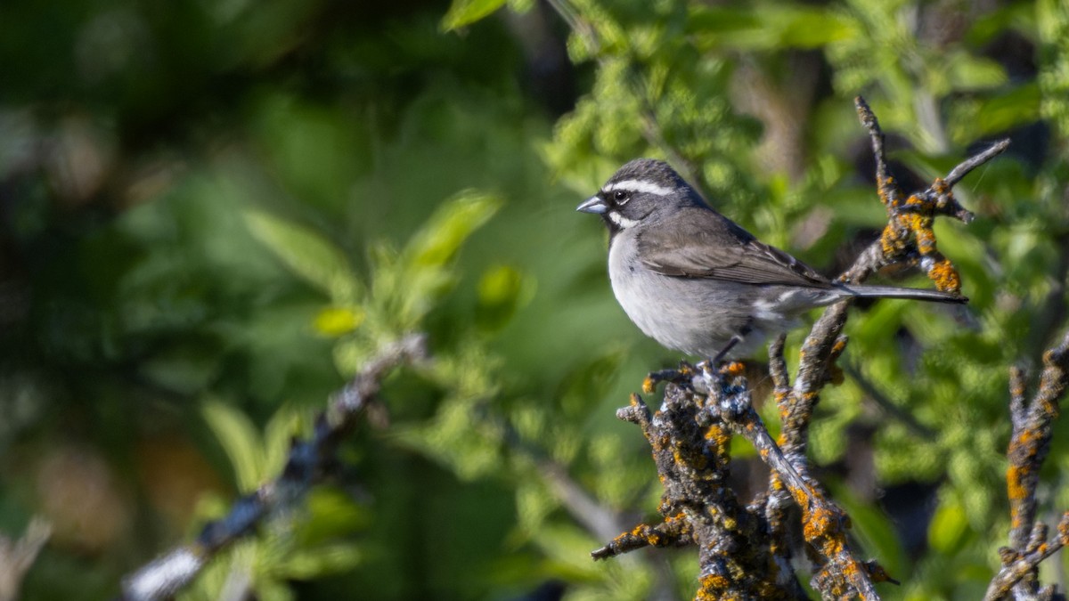 Black-throated Sparrow - James Livaudais