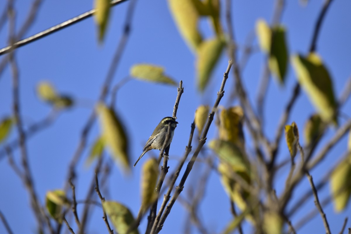 Ringed Warbling Finch - Juan Perez