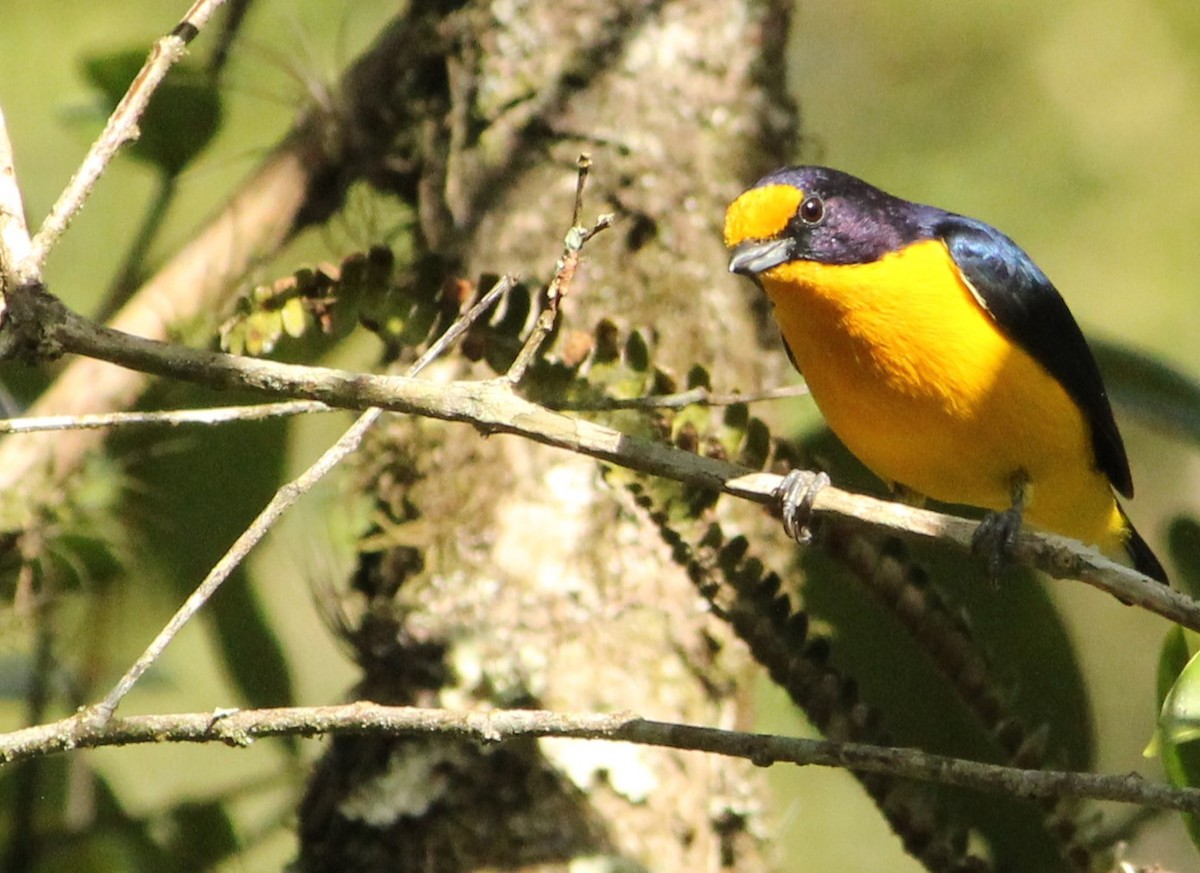 Violaceous Euphonia - Miguel  Magro