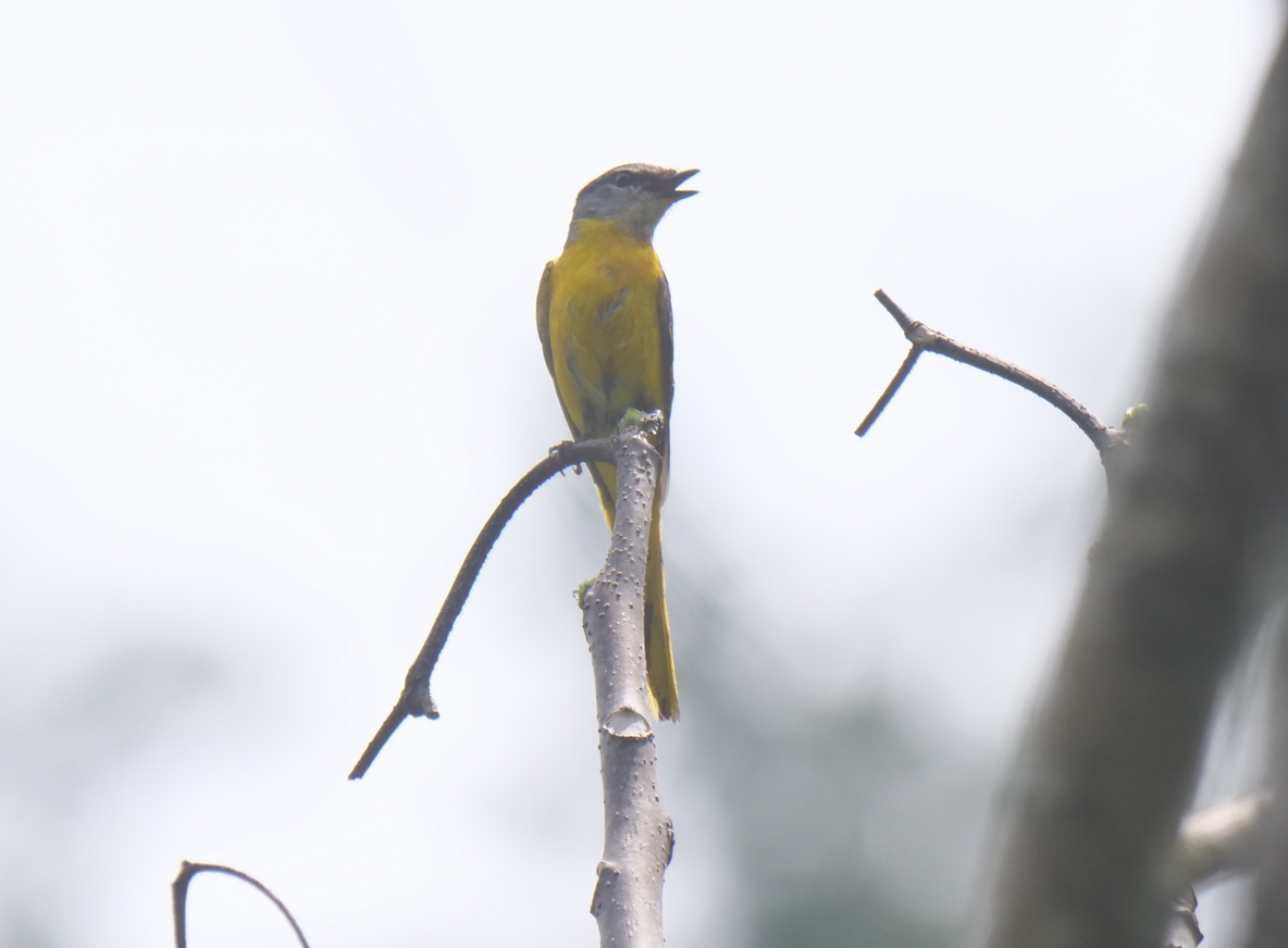 Minivet Gorjigrís - ML618884505