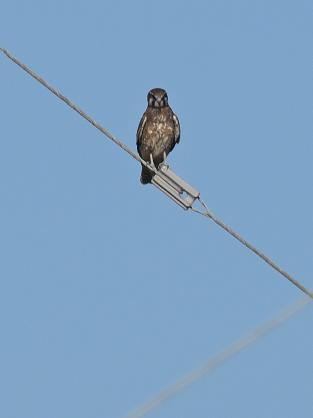 Brown Falcon - Mick Phillips