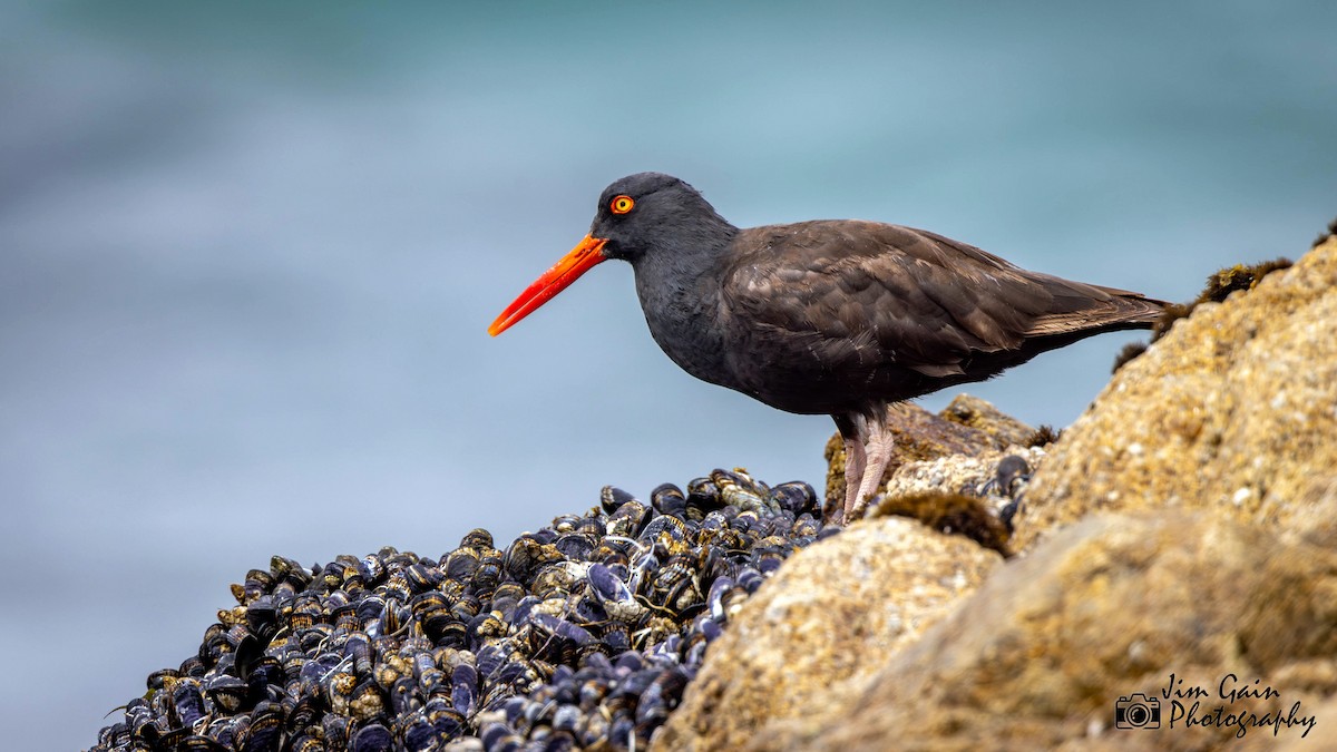 Black Oystercatcher - ML618884525