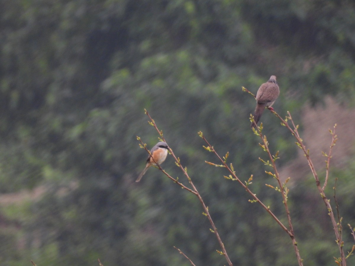 Gray-backed Shrike - Rahul Kumaresan