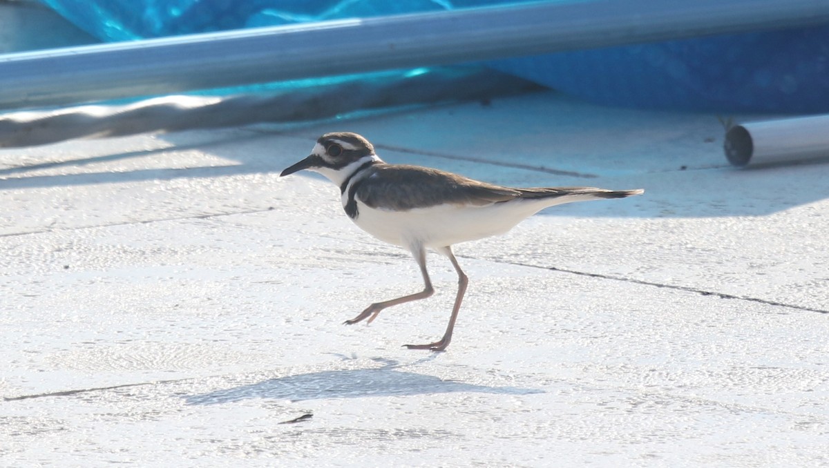 Killdeer - ML618884567