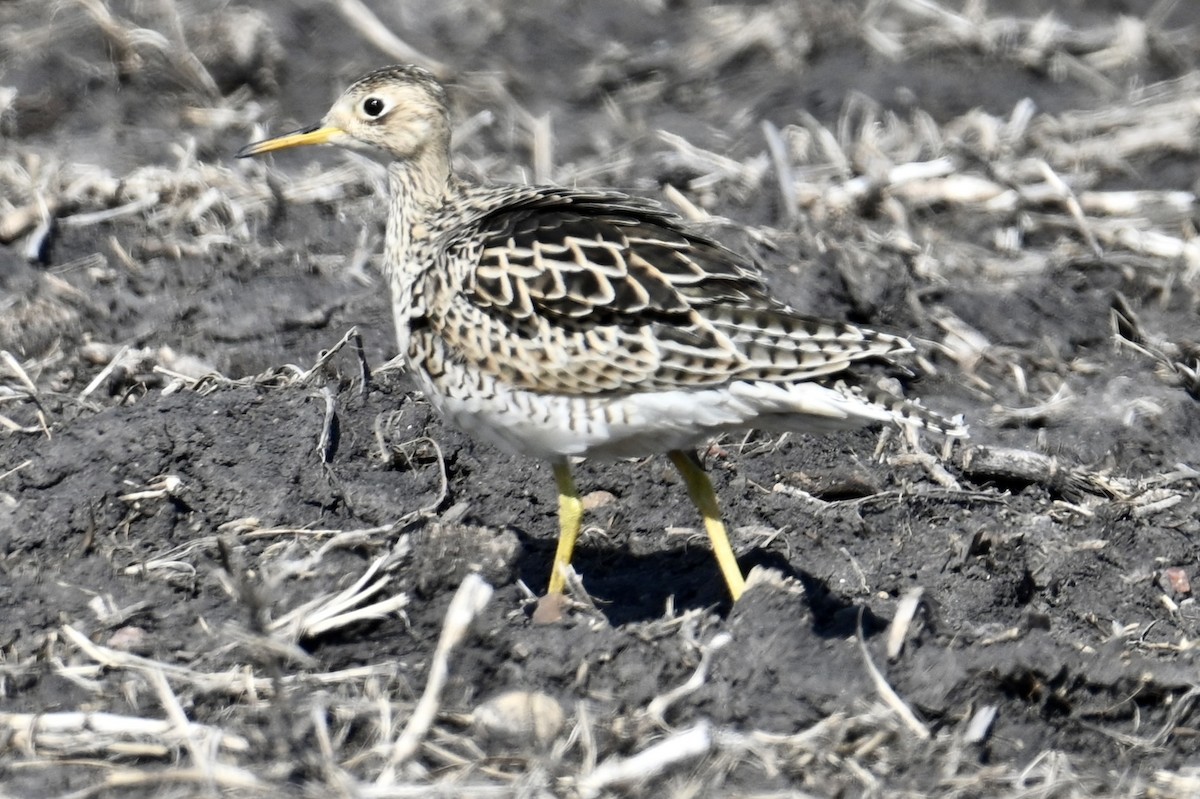 Upland Sandpiper - lori herfurth