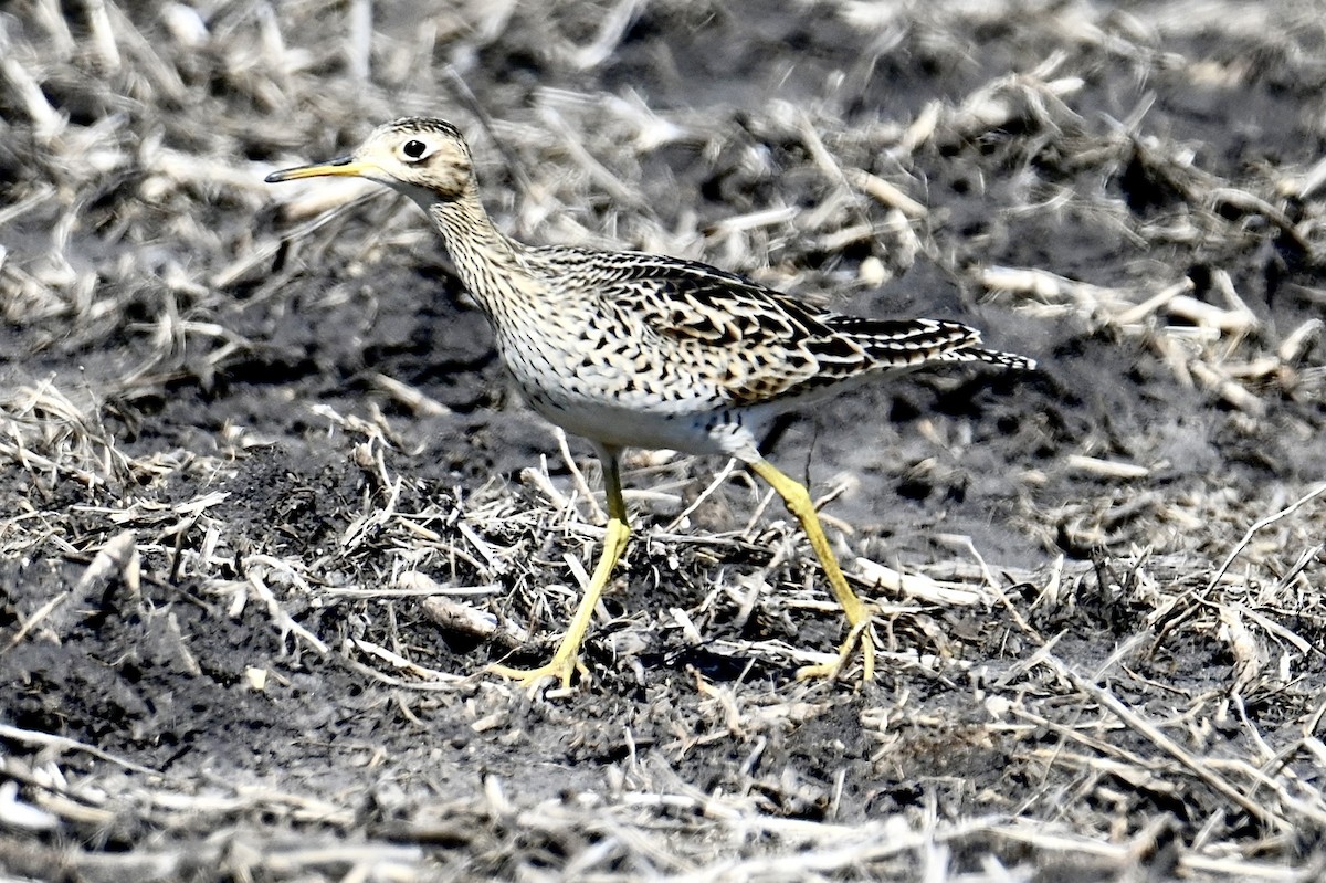 Upland Sandpiper - lori herfurth