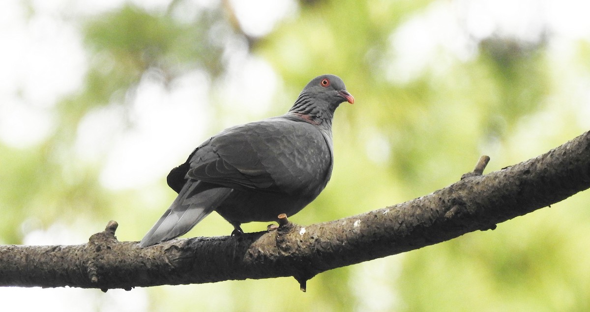Bolle's Pigeon - Paco Chiclana