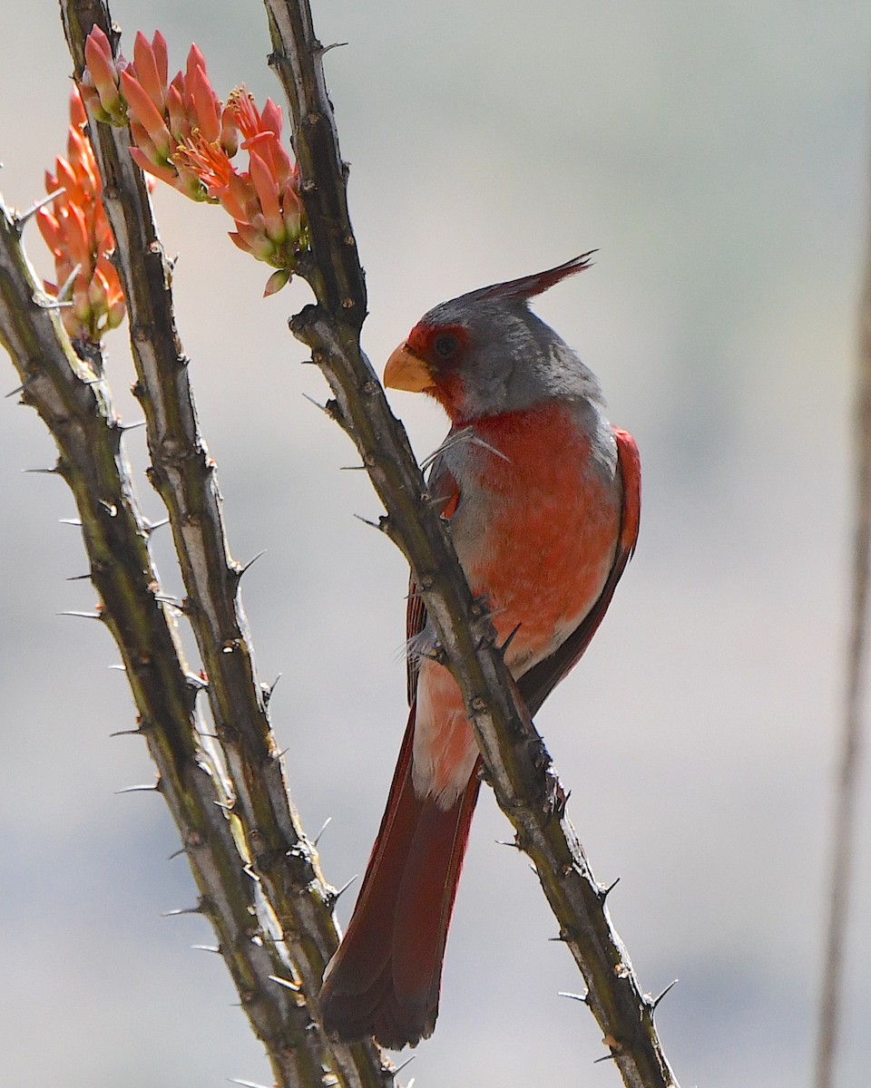 Pyrrhuloxia - Ted Wolff