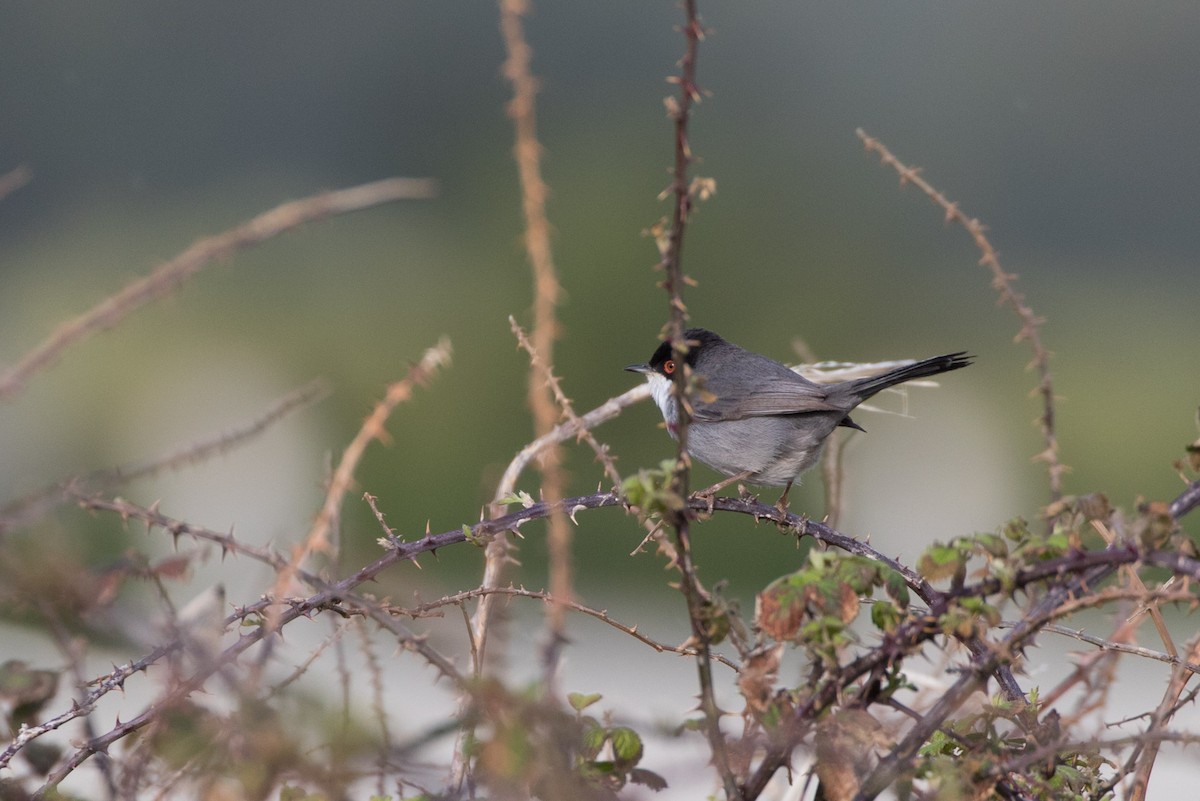 Sardinian Warbler - Detcheverry Joël