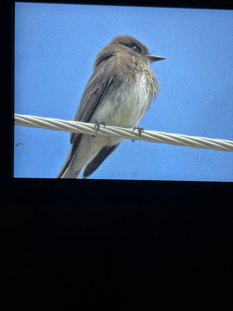 Black x Eastern Phoebe (hybrid) - ML618884609